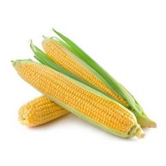 American Sweet Corn pack of two